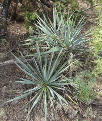 Yucca necopina