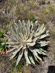 Espeletia occidentalis