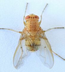 Ormia