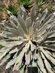 Espeletia occidentalis