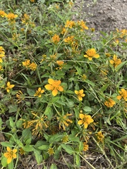 Sclerocarpus uniserialis