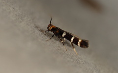 Macrobathra xuthocoma