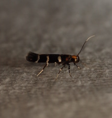 Macrobathra xuthocoma