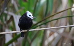 Arundinicola leucocephala