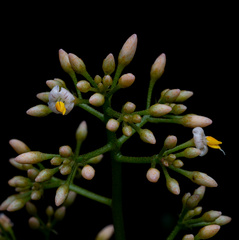 Ardisia