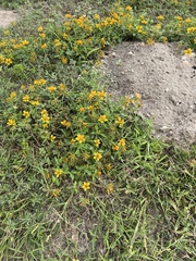 Sclerocarpus uniserialis