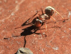 Formica fusca