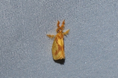 Dalceridae