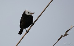 Arundinicola leucocephala