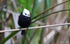 Arundinicola leucocephala