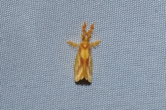 Dalceridae