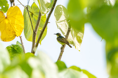 Anthreptes malacensis convergens