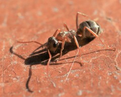 Formica fusca