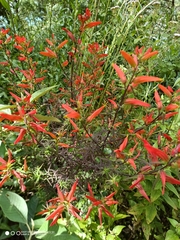 Castilleja integrifolia