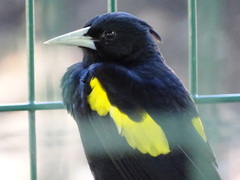 Cassiculus melanicterus