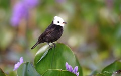 Arundinicola leucocephala