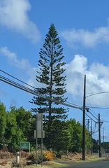 Araucaria columnaris