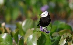 Arundinicola leucocephala