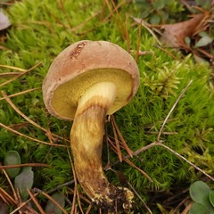 Xerocomus subtomentosus