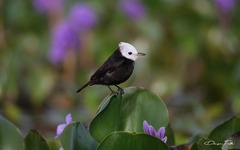 Arundinicola leucocephala