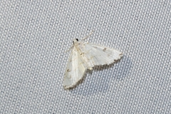 Neurophyseta