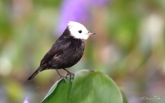 Arundinicola leucocephala