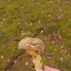 Xerocomus subtomentosus