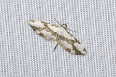 Eupithecia junctifascia