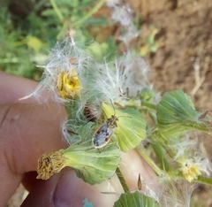 Liorhyssus