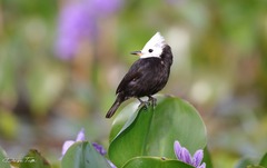 Arundinicola leucocephala