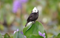 Arundinicola leucocephala