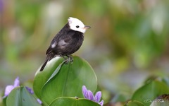 Arundinicola leucocephala