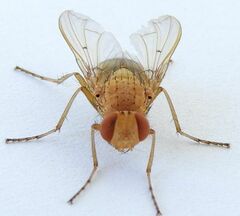 Ormia
