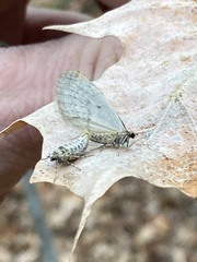 Operophtera bruceata