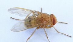 Ormia