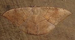 Oxydia trychiata