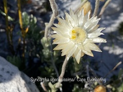 Syncarpha speciosissima