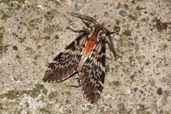 Phaegoptera