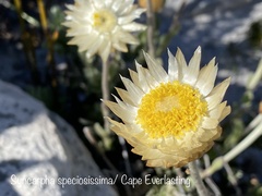 Syncarpha speciosissima