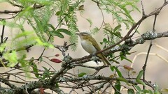 Vireo chivi