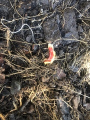 Arthurdendyus testaceus