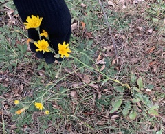 Hieracium maculatum