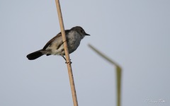 Serpophaga nigricans