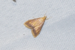 Pyraustini