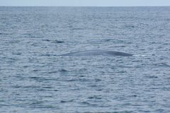 Balaenoptera musculus