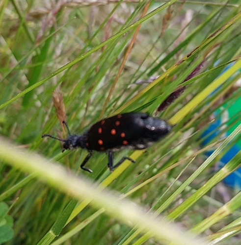 Mylabris flavoguttata · iNaturalist