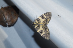 Pantherodes pardalaria