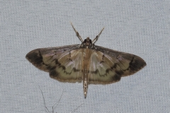 Eulepte