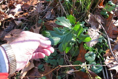 Rudbeckia laciniata