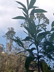 Baccharis latifolia